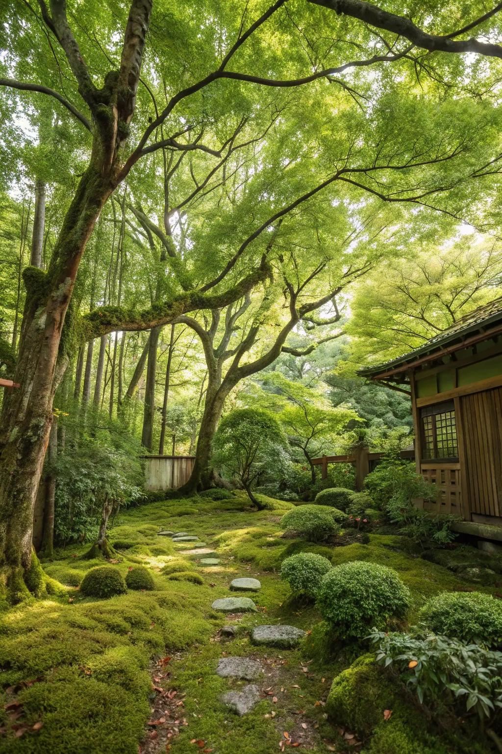 A tree canopy offers shade and enhances the woodland atmosphere in your backyard forest.