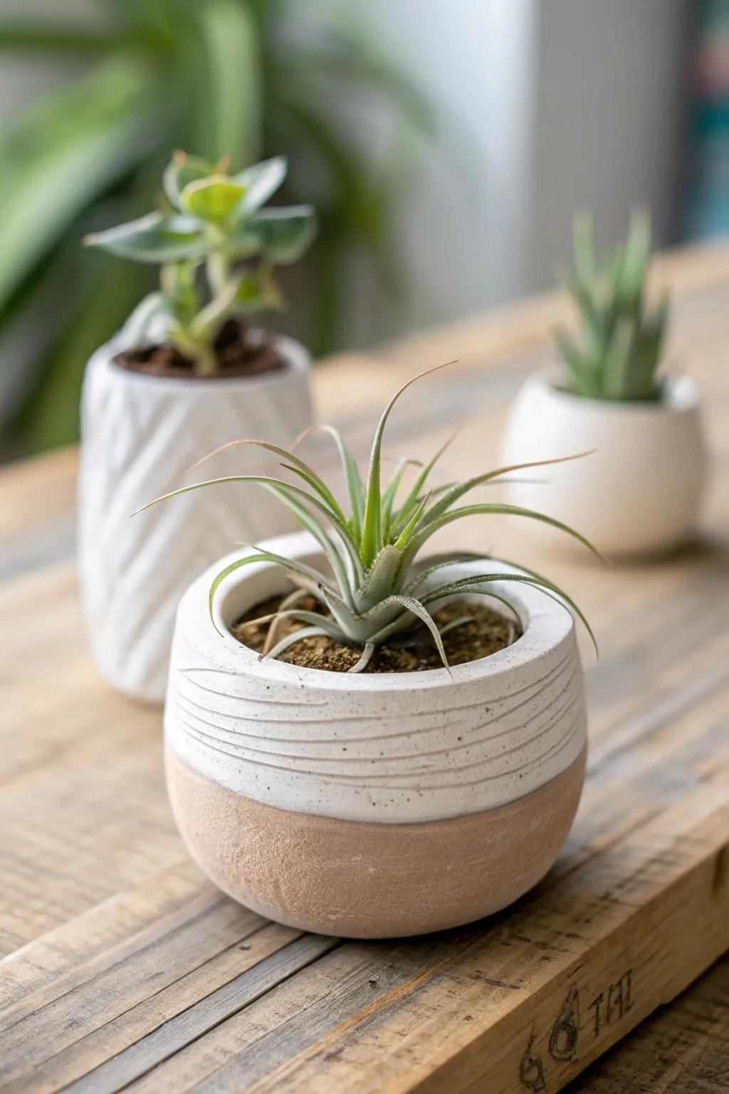 Elevate your space with the elegance of handcrafted air plant holders. A touch of nature, simplicity, and style.