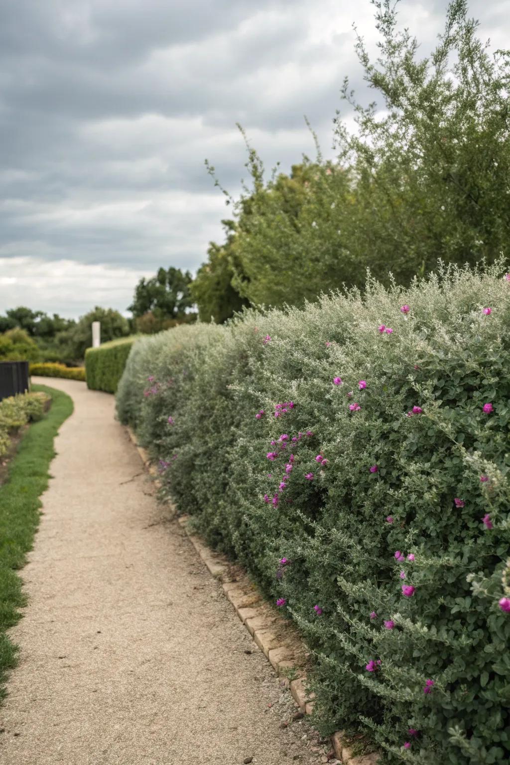 An informal hedge with Texas sage for natural beauty.