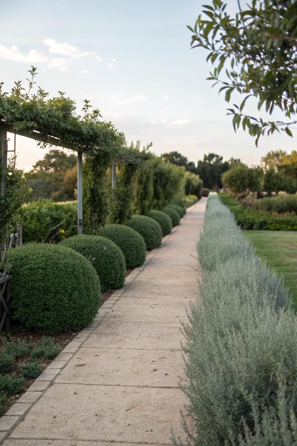 Elegant pathways lined with Texas sage.