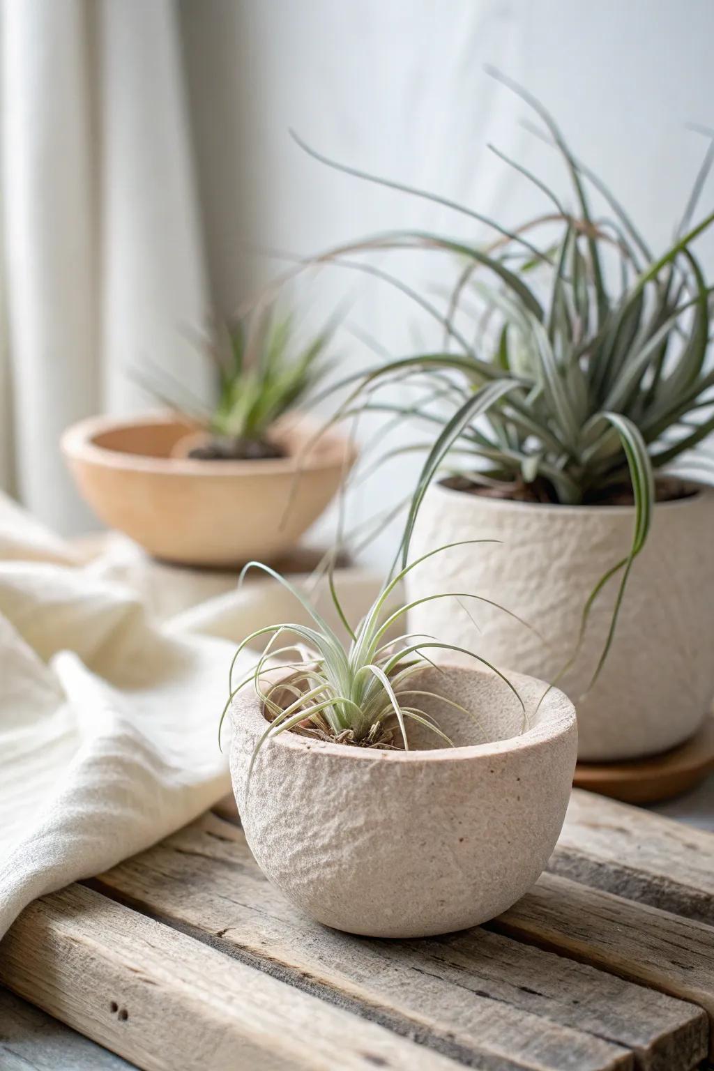 Embrace the art of simplicity with this handmade clay pinch potâa perfect home for your favorite air plant.