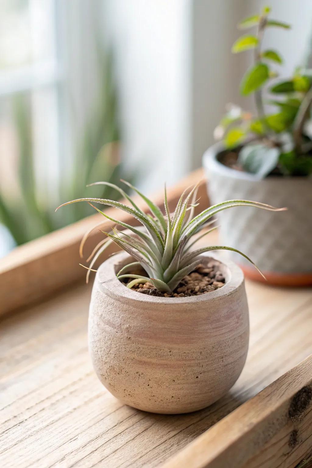 Embrace the charm of minimalism with handcrafted beauty: a perfect home for your air plants.