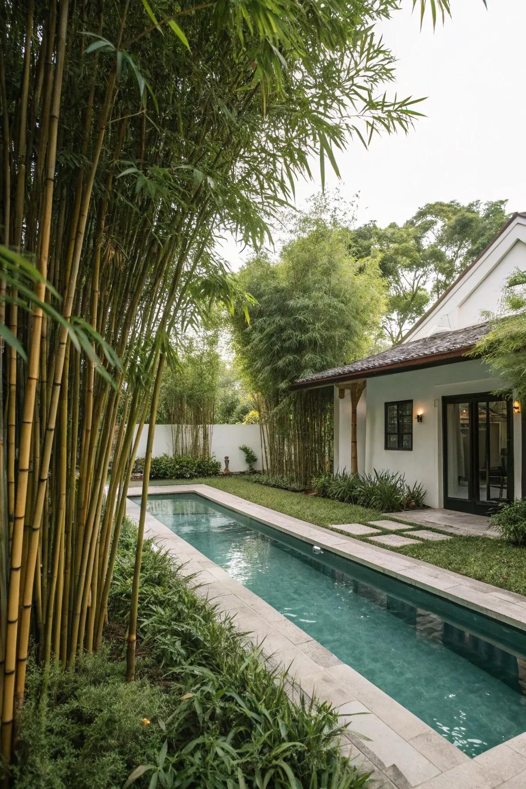 Bamboo offers natural privacy and a serene, tropical feel to this pool.